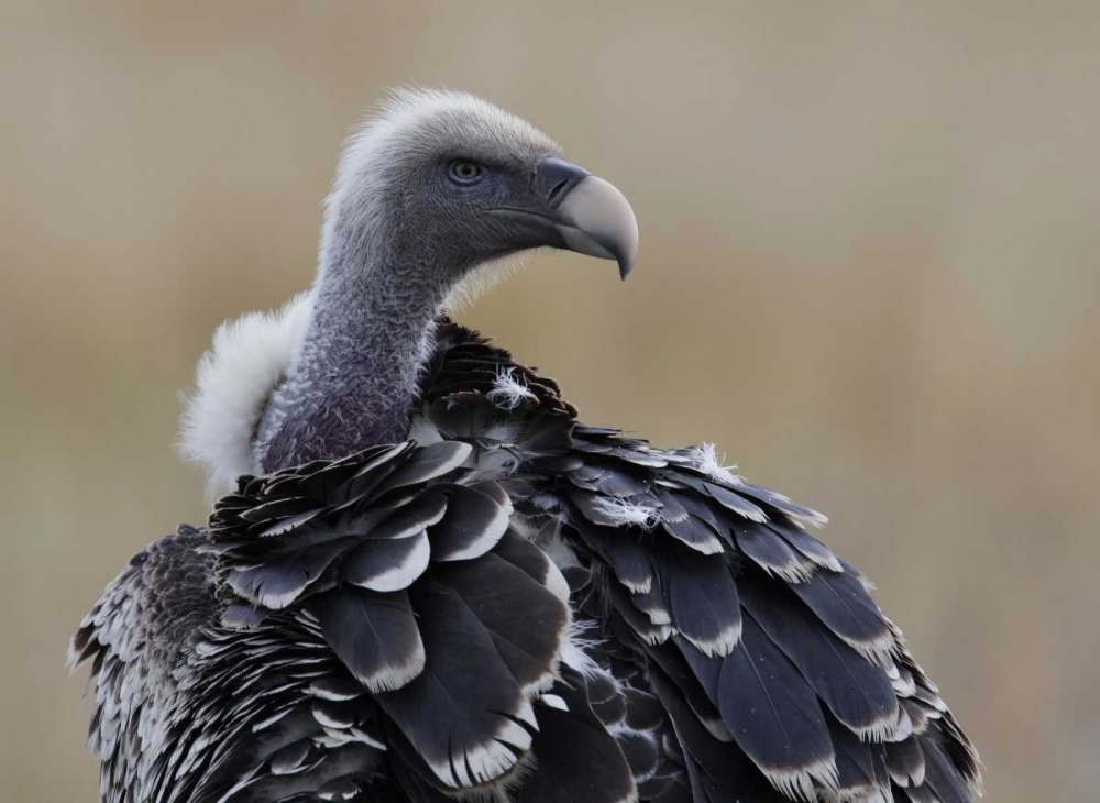 Kenya, Masai Mara Ruppells griffon vulture
